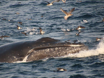 Whale Watching, Orange County, CA