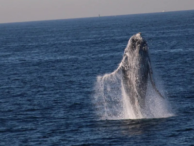 Whale Watching, Catalina Island, CA