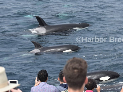 Whale Watching, Huntington Beach, CA