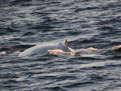 Whale Watching, Laguna Beach, CA