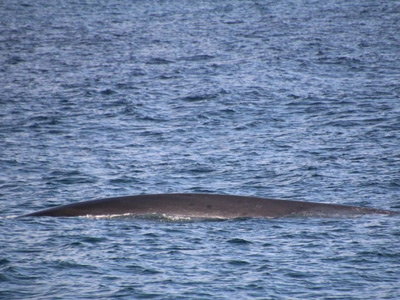 Whale Watching, Manhattan Beach, CA