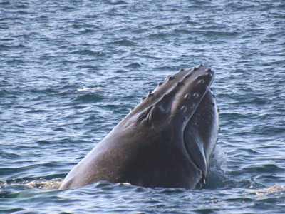 Whale Watching, Oceanside, CA Whale Watching, Oceanside, CA