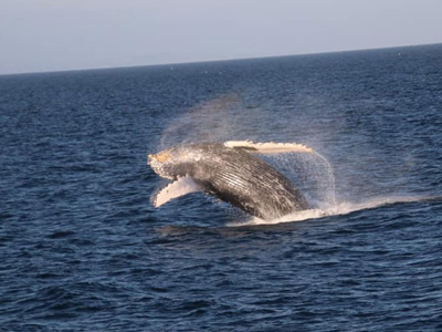 Whale Watching, Redondo Beach, CA