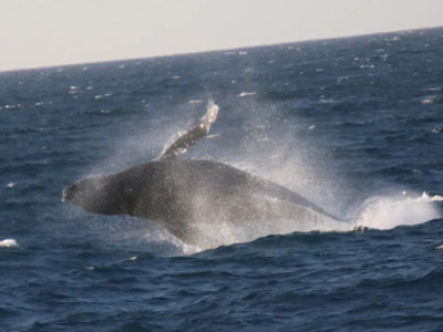 Whale Watching, San Diego, CA