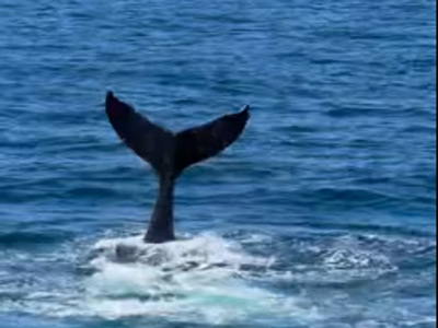 Whale Watching, San Pedro, CA