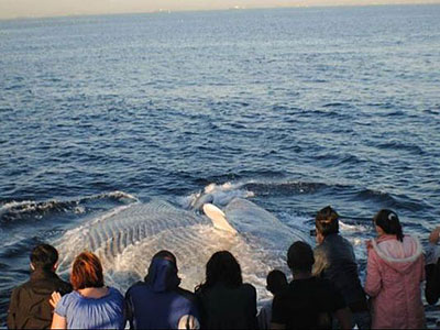 About Whale Watching in L.A.