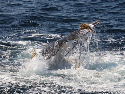 Whale Watching, Los Angeles, CA