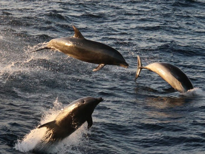 Dolphin-Watching Cruise, Los Angeles, CA