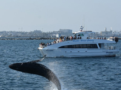 Whale Watching, Long Beach, CA Whale Watching