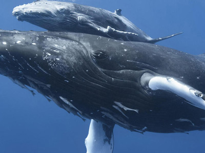 Types of Whales, Los Angeles, CA