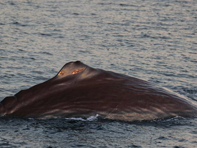 Whale Watching Cruise, Long Beach, CA Whale Watching Cost