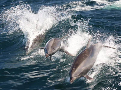 Whale-Watching-Long-Beach-CA