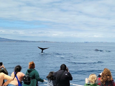 Whale Watching Tour, Long Beach, CA Whale Watching Tour, Long Beach, CA
