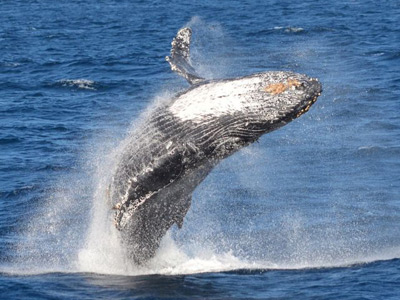 Whale Watching Tour, Los Angeles, CA blog-Wildlife