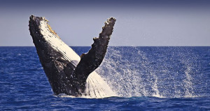 Whale Watching Los Angeles Blue Whale Breach