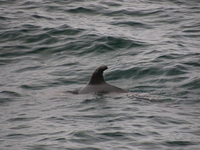 Whale Watching, Catalina CA