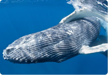 Whale Watching Tours, Long Beach, CA