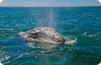 Gray Whales