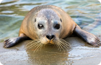 Harbor Seal