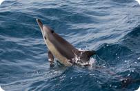 Common Dolphins