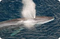 Fin Whales