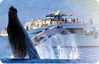 Whale Watching Tours, Los Angeles, CA