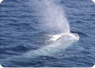 Blue Whales Sightseeing Cruises, Whale Watching in LA, CA