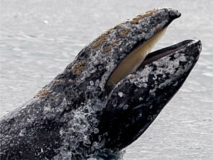 Blue Whale Diving