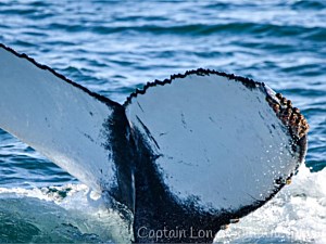 Blue Whale Sighting