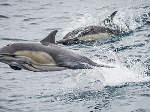 Dolphin Pod Sighting