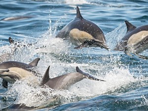 Dolphin Pod Watching