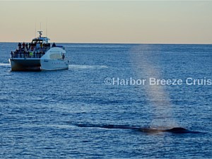 Fin Whale Watching