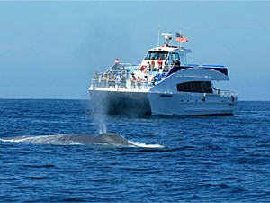 Whale Watching Tours