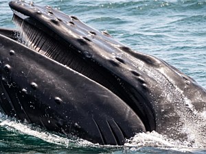 Humpback Whale Sighting