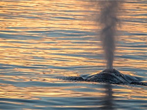 Humpback Whale Watching