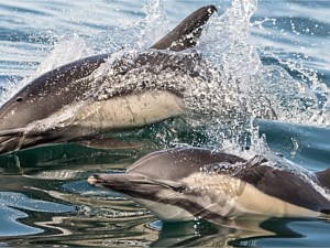 Long Beach Dolphins