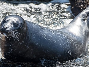 Long Beach Seal