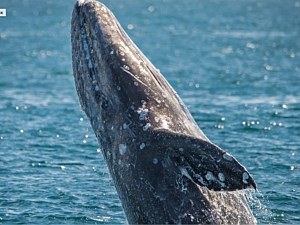 Long Beach Whale