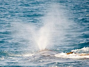 Whale Surfacing