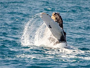 Whale Splashing