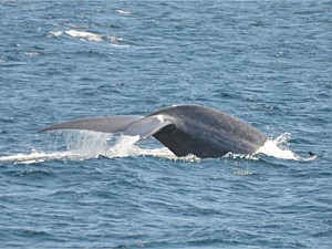 Whale Submerging