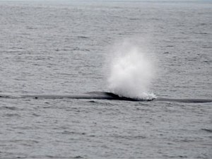 Whale Blowing Air