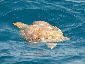 Turtle Swimming