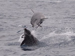 Dolphins Playing