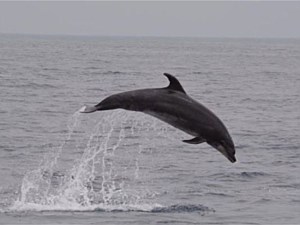 Diving Dolphin