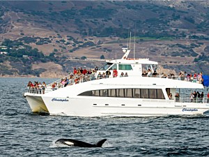 Orca Whale Watching