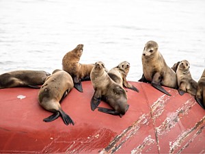 Seal Watching