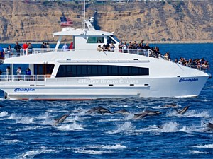 Whale Watching Dolphins