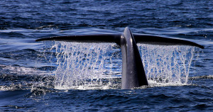 whale-watching-long-beach